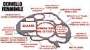 female_brain.jpg